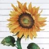 Happy Sunflower II Wood Box Art, 15x15 2 Happy Sunflower II Wood Box Art, 15x15 -Home Decor Shop happy sunflower ii wood box art 15x15 1