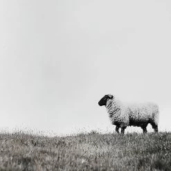 Honeybloom Framed Sheep Canvas Wall Art, 36x24 -Home Decor Shop honeybloom framed sheep canvas wall art 36x24 3