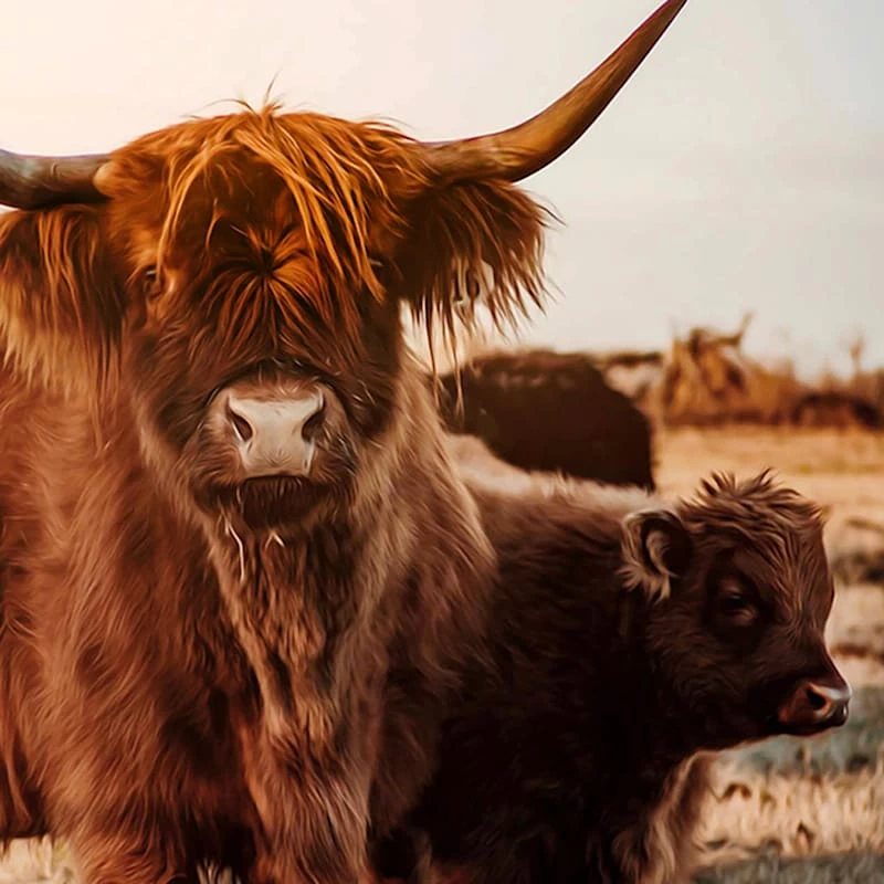 Ty Pennington Framed Calf Highland Cow Canvas Wall Art, 24x30 4 Ty Pennington Framed Calf Highland Cow Canvas Wall Art, 24x30 - Image 2