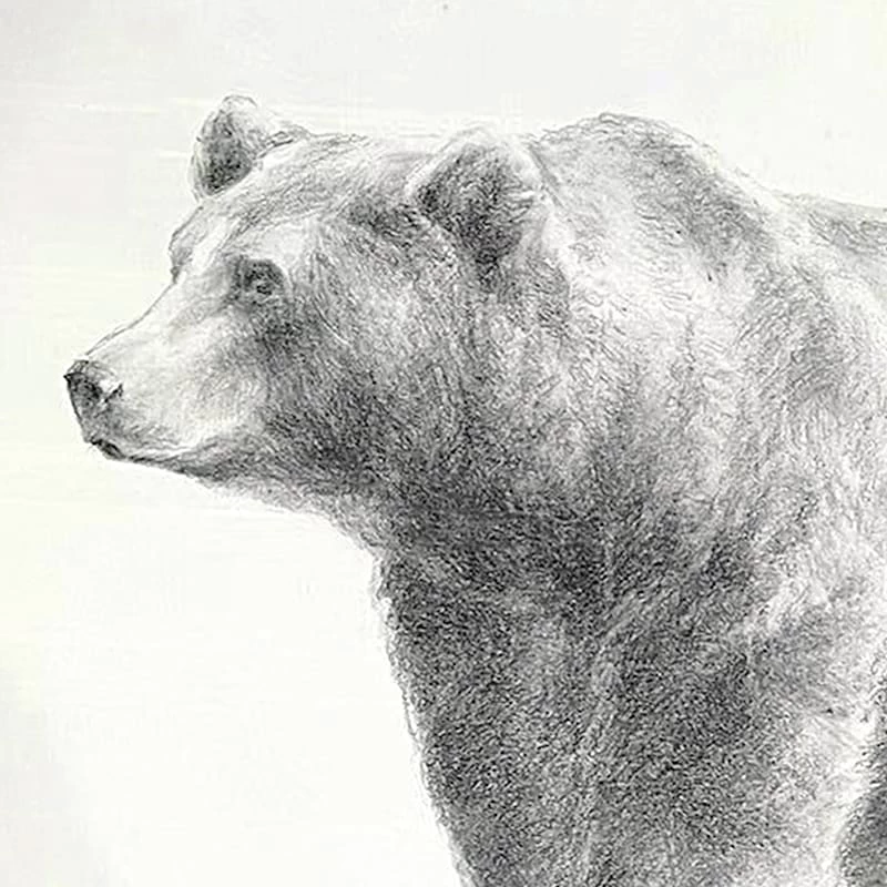 Ty Pennington Glass Framed Bear Wall Art, 26" 5 Ty Pennington Glass Framed Bear Wall Art, 26" - Image 3