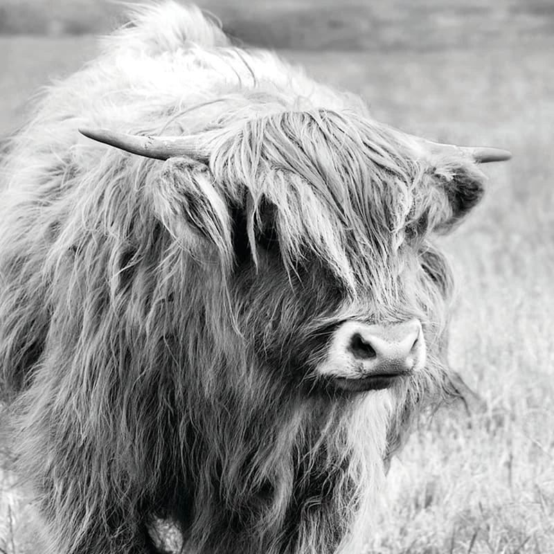 Ty Pennington Glass Framed Highland Print Wall Art, 23x29 4 Ty Pennington Glass Framed Highland Print Wall Art, 23x29 - Image 2